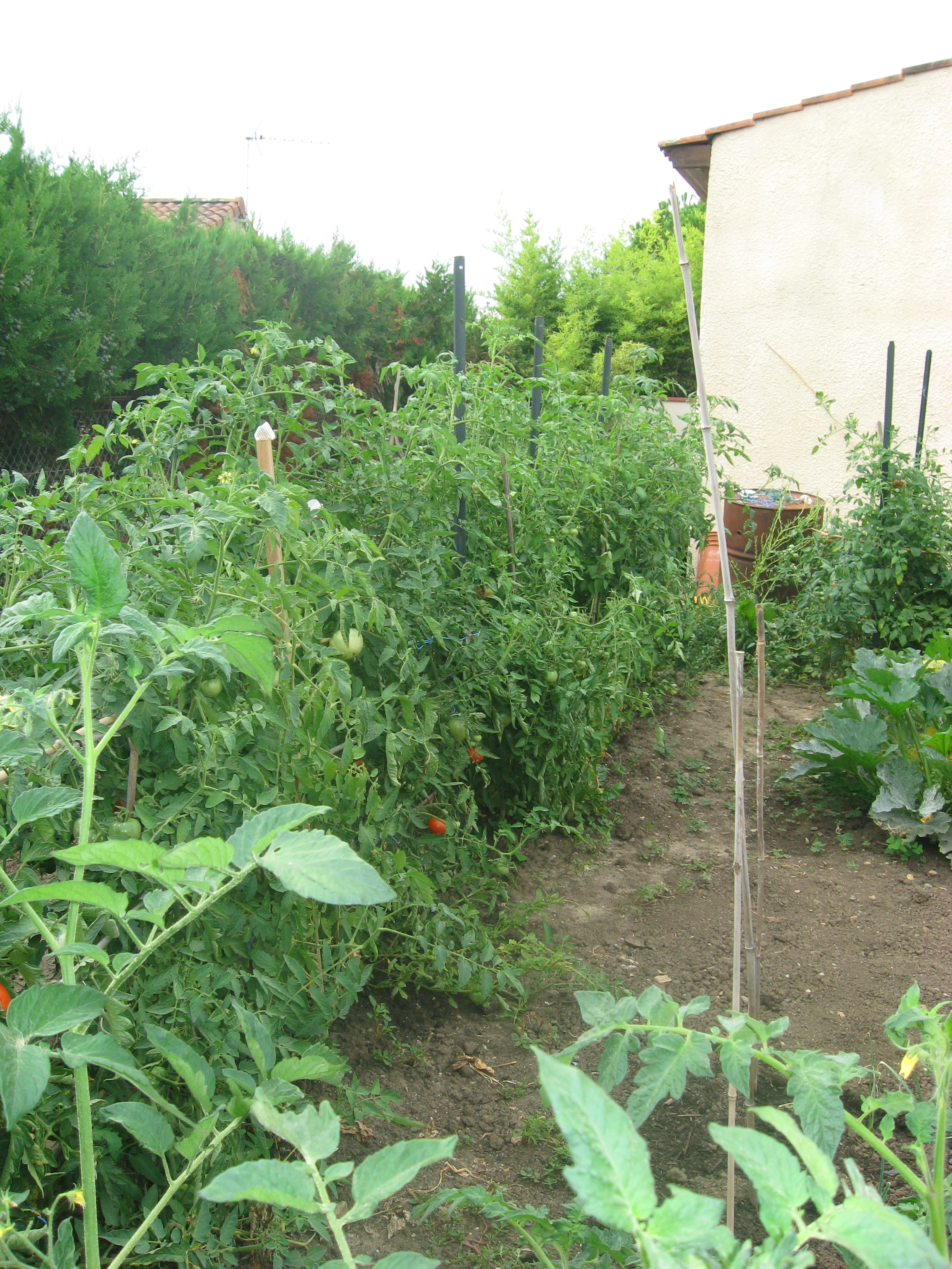 tomates