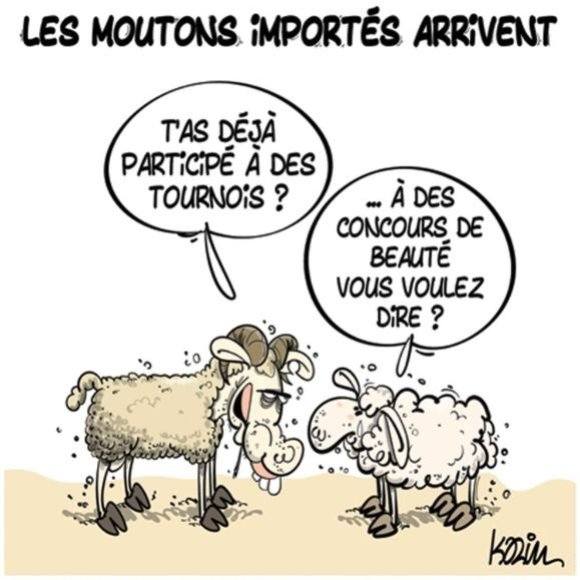          30   -         Le mouton Algérien vs le mouton Roumain !