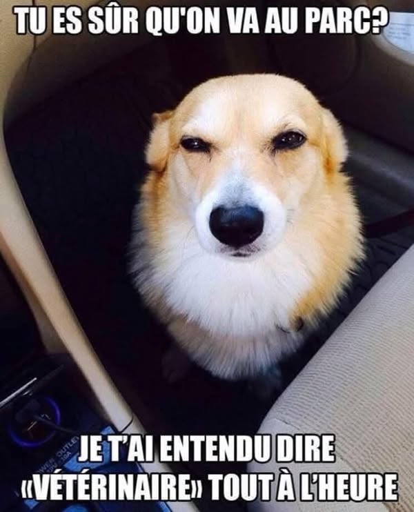 Quelle intelligence dans ce regard.